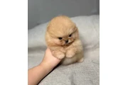 $350 : cachorros de Pomerania thumbnail