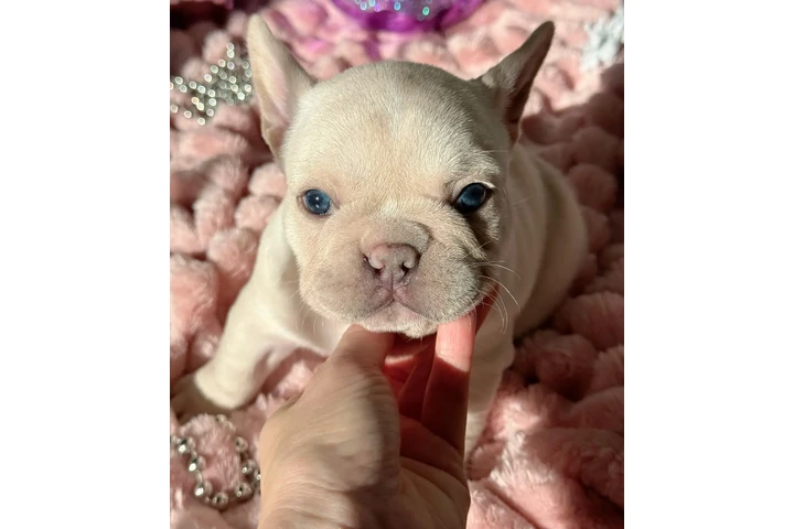 Smart Fluffy Frenchies puppies image 7