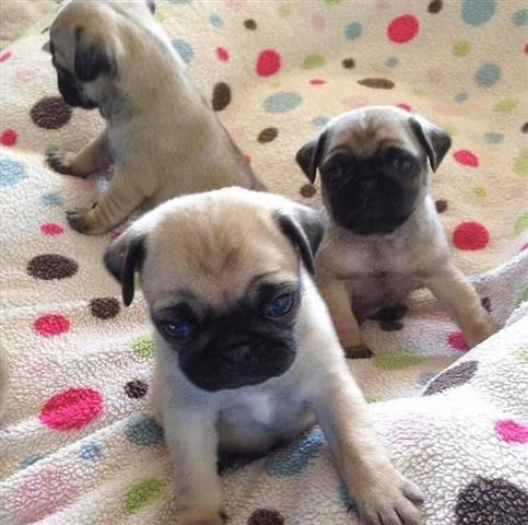 $500 : AVAILABLE PUG PUPPIES image 4