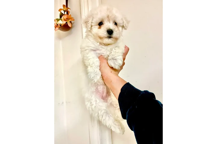 $1600 : Adorable Male Tornjak Puppy image 3