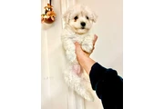 $1600 : Adorable Male Tornjak Puppy thumbnail