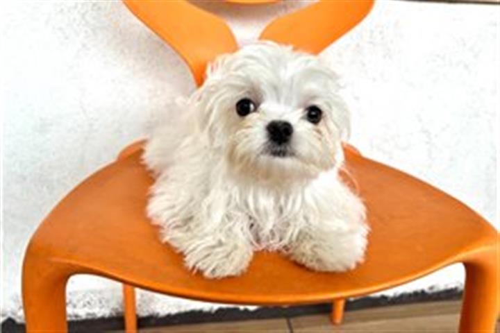 $650 : Classic maltese puppy for sale image 1