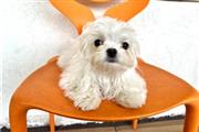 $650 : Classic maltese puppy for sale thumbnail