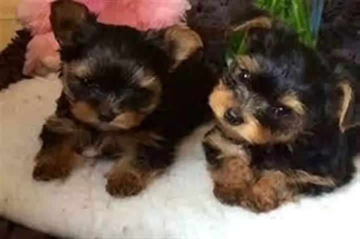 Los cachorros son amigables image 2