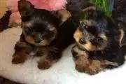 Los cachorros son amigables thumbnail