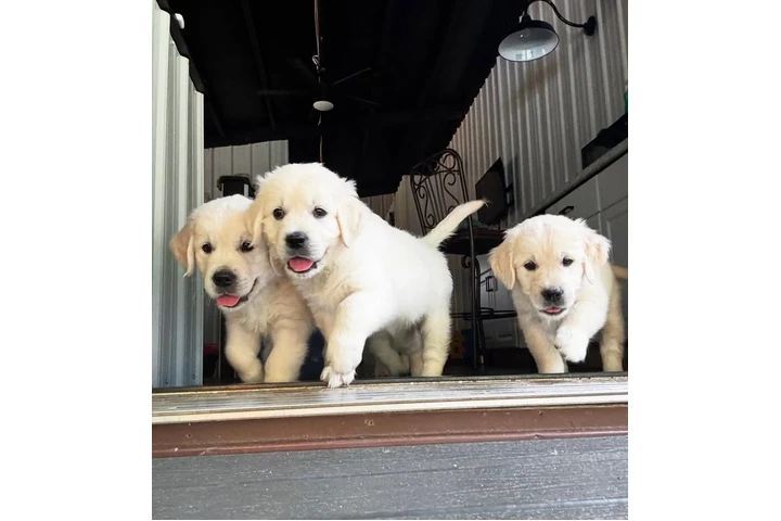 $350 : Cachorros Golden Retriever image 3