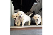 $350 : Cachorros Golden Retriever thumbnail