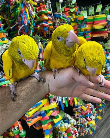 $300 : Han carter parrots image 1