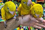 Han carter parrots en Medellin