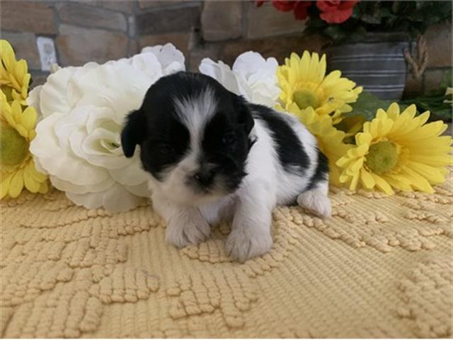 $350 : Shihtzu image 1