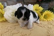 $350 : Shihtzu thumbnail