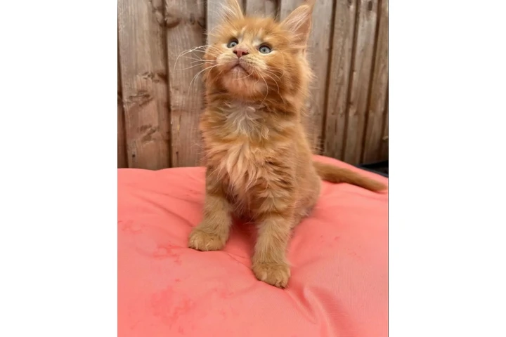 $300 : Coon de maine gatos image 2