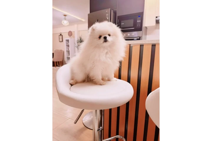 $350 : Pomerian image 4