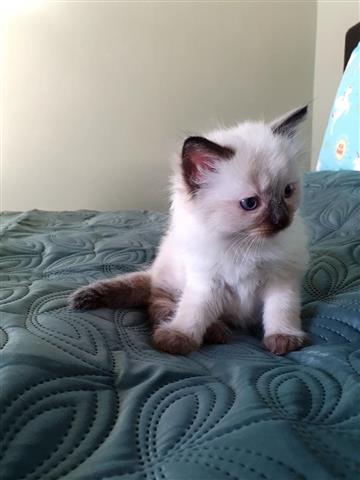 $550 : Ragdoll kittens available image 2