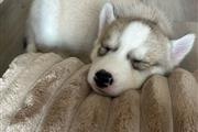 $350 : Husky siberiano thumbnail