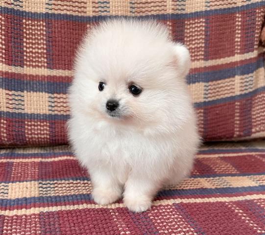 $360 : Teacup Pomeranian Pup’s image 2