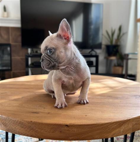$350 : Frenchie Puppies Available image 1