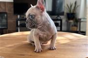 Frenchie Puppies Available en Denver