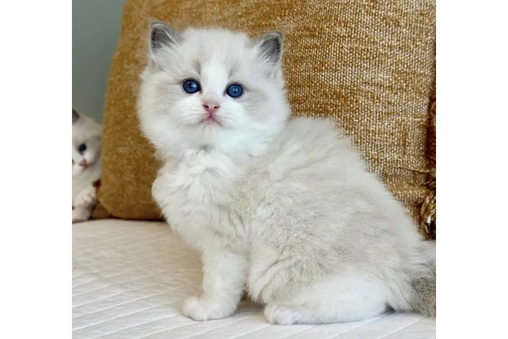 $280 : Ragdoll kittens for sale image 1