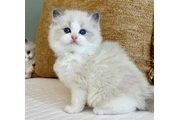 Ragdoll kittens for sale en Orlando