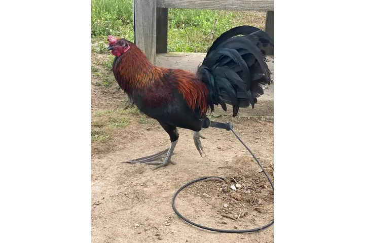 $200 : Chicken roster image 9