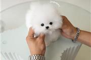 Pomerania en venta en Los Angeles