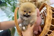 Pomerania en venta en Newark