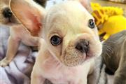 $700 : French bulldog puppies thumbnail