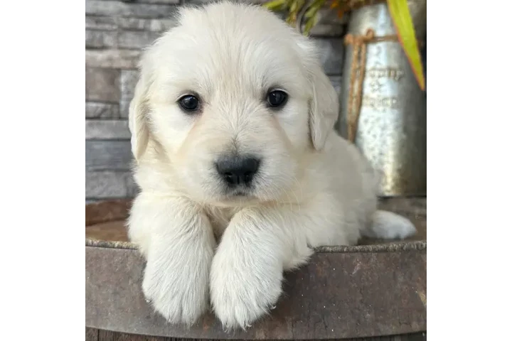 $350 : Golden Retrievers image 2
