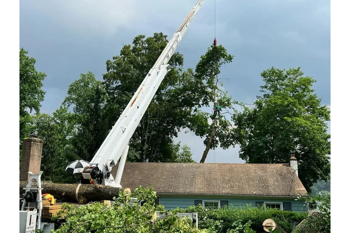 Tree One Experts image 2