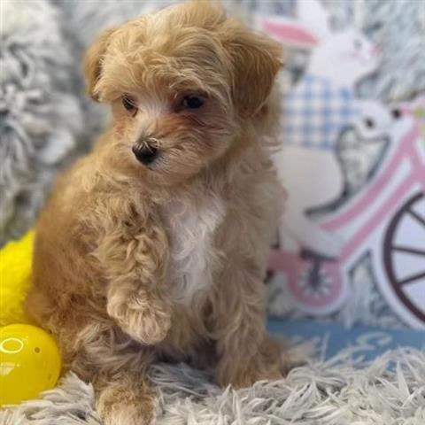 $600 : Maltipoo puppies for adoption. image 1
