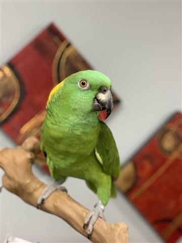 $2300 : whatsapp parrots image 2