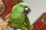 $2300 : whatsapp parrots thumbnail