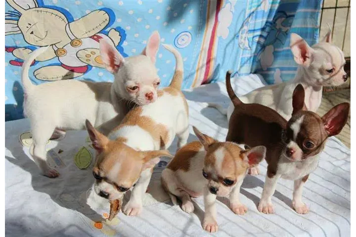 $250 : Chihuahua puppies for sale image 1