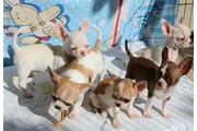 Chihuahua puppies for sale en Miami