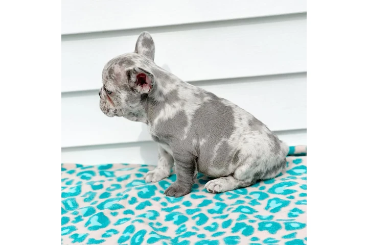 Fluffy Frenchies puppies image 9