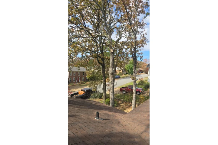 Francisco Tree Services image 5