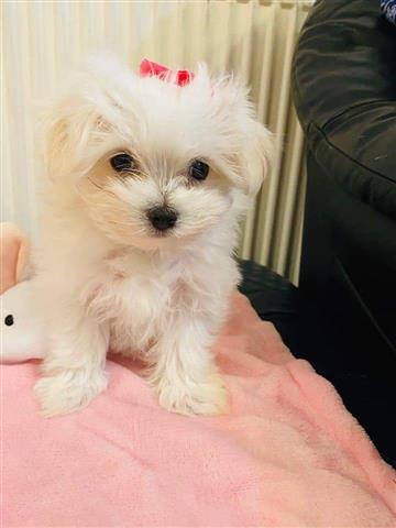 $450 : MALTESE PUPPIES AVAILABLE image 3