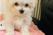 $450 : MALTESE PUPPIES AVAILABLE thumbnail