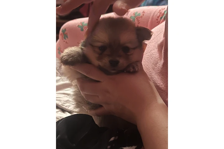 $750 : Pomeranian tea cup image 5