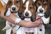 $500 : Cachorros basset hound en adop thumbnail