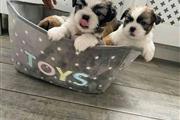 Shih tzu puppies for adoption en San German