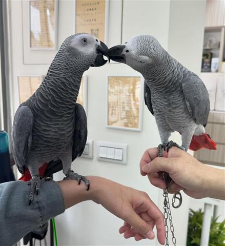 $300 : African Grey Parrots ready image 2