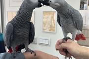 $300 : African Grey Parrots ready thumbnail
