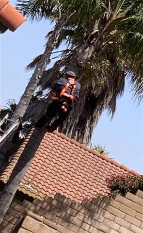 Not Just. Another Tree Service image 5
