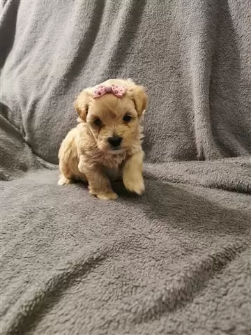 $550 : Ready To Settle Maltese Puppie image 2