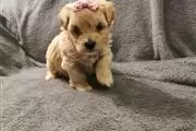 $550 : Ready To Settle Maltese Puppie thumbnail