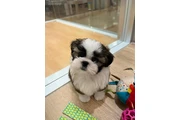 cachorros Shih Tzu en Miami