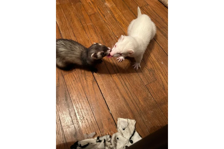 $150 : hurones image 1