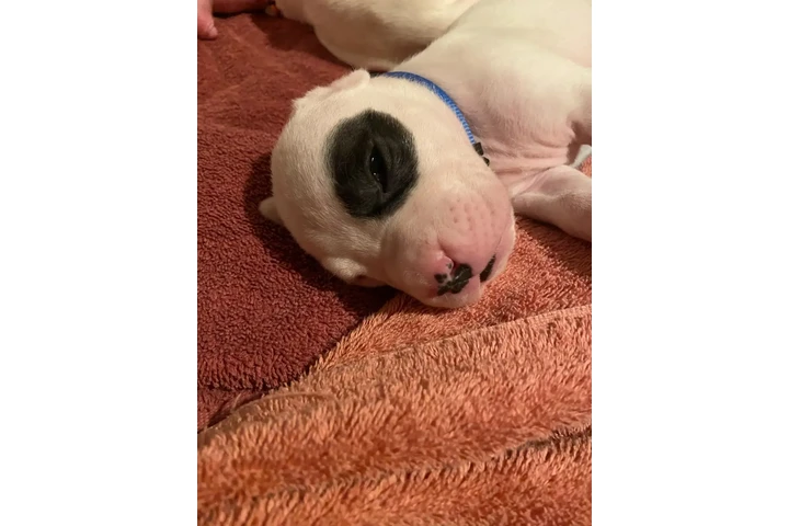 $2000 : Arentino Dogo Puppies image 4